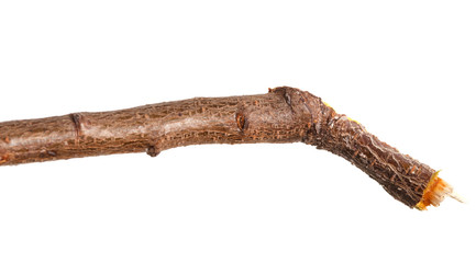 dry branches of trees. isolated on white background