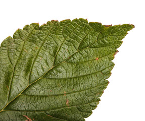 leaf of raspberry on white background