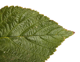 leaf of raspberry on white background