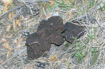 Gyromitra esculenta. Rare fungus with form of brain. Potentially fatal if eaten raw. Area, at the forest, of coniferous trees, in spring season.