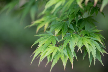 Naklejka premium Japanese maple leaves (Acer palmatum)