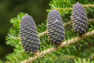 Abies spruce in cone