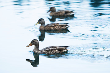 Stockenten