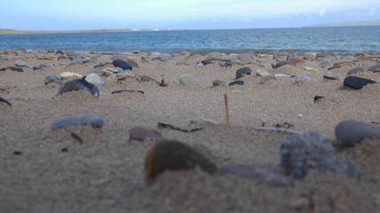 mussels at a beach