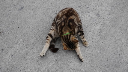 Symmetrically patterned fur