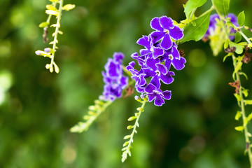 Violet flower in the garden