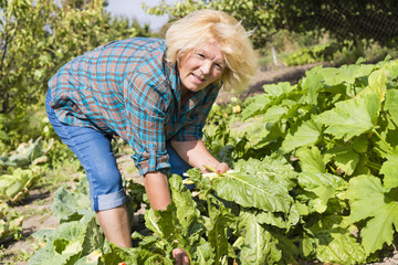 Woman with freshly harvested vegetables in the garden, mangold. Organic food concept