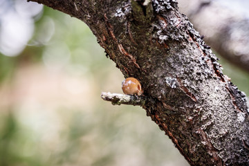 Light drop of resin on a tree 