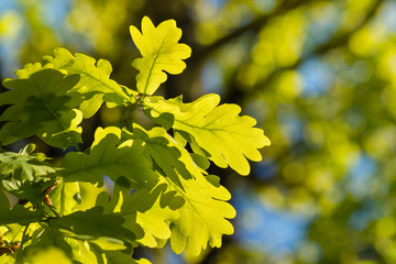 isolated oak leaves in springtime