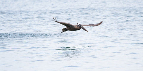 brown pelican in flight