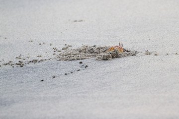 horned ghost crab