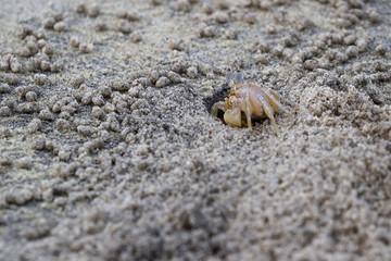 horned ghost crab