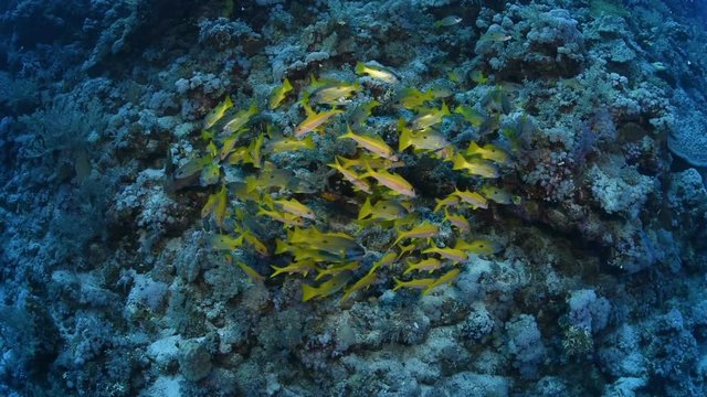 A School of yellow fish in the Red Sea.
