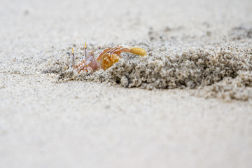 horned ghost crab