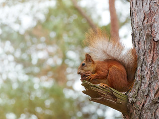 Cute red squirrel sits on the tree and eating walnut in the spring park