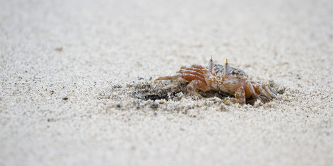 horned ghost crab