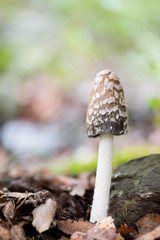Landscape with mushrooms