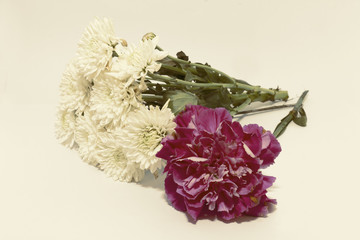 group of carnations on desk ,colorful of carnations,carnations flower and white Chrysanthemum and color effect