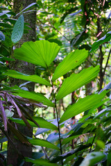 plante de la foret tropicale
