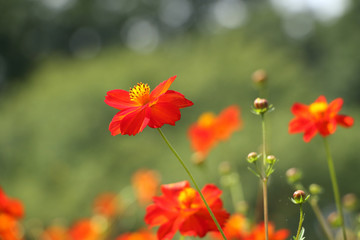 キバナコスモス