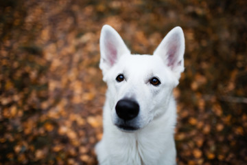 White Swiss shepherd dog in autumn forest