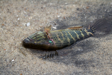 dying fish in shallow water