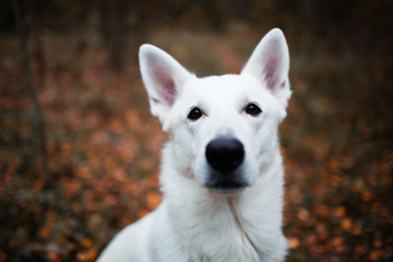 White Swiss shepherd dog in autumn forest