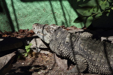 Wild crocodile