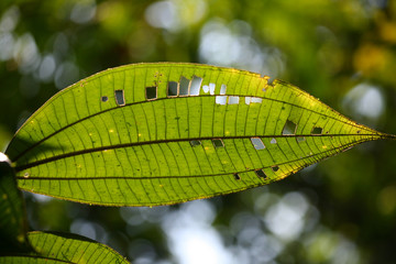 plante de la foret tropicale
