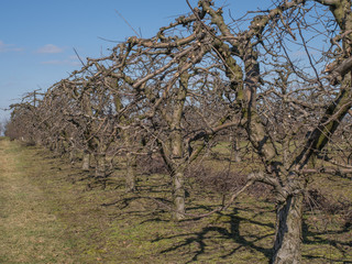 fruit trees