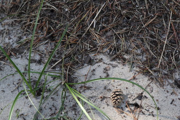 Anthill