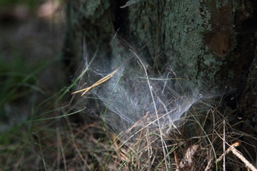 Spidernet