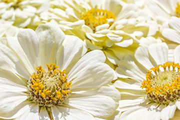 Background of the inflorescences of white zinnias, close-up