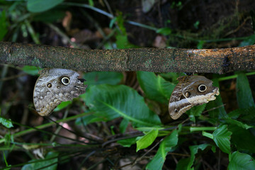 Papillons morpho serpent