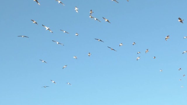 Large grouping of Pacific Coast seagulls soaring sea breeze on blue sky day.