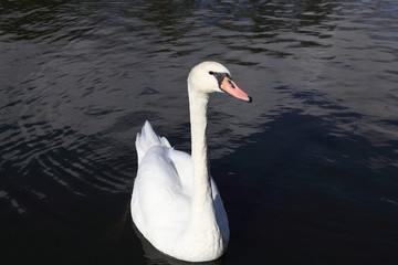 Swan in Kaliningrad