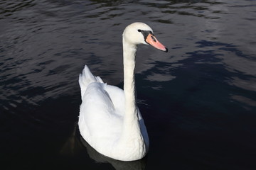 Swan in Kaliningrad