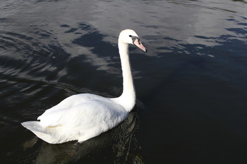 Swan in Kaliningrad