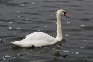 Swan in Kaliningrad