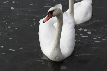 Obraz premium Swan in Kaliningrad