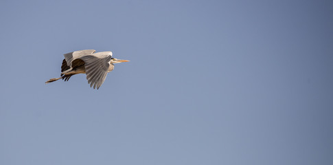 Ardea cinerea in flight.