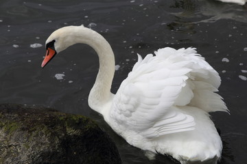 Swan in Kaliningrad