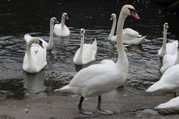 Swan in Kaliningrad