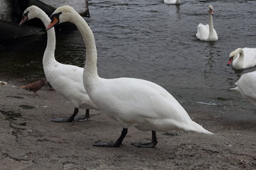 Swan in Kaliningrad