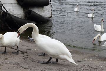 Swan in Kaliningrad