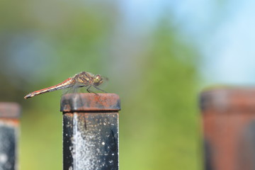 鉄柵の上に赤トンボが