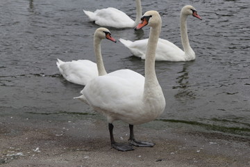 Swan in Kaliningrad
