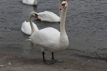 Swan in Kaliningrad