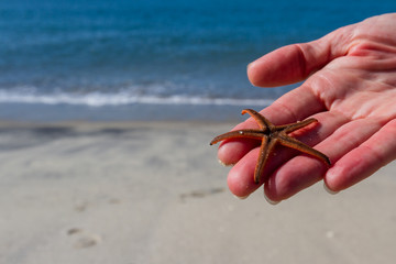 starfish on a hand