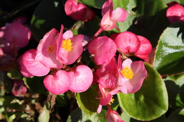 Obraz premium Flower